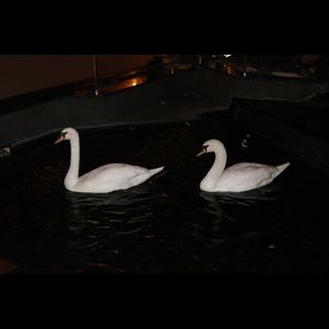 Meet your Posher, Elisa